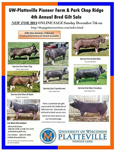 Online Bred Gilt Sale