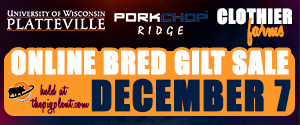 Online Bred Gilt Sale